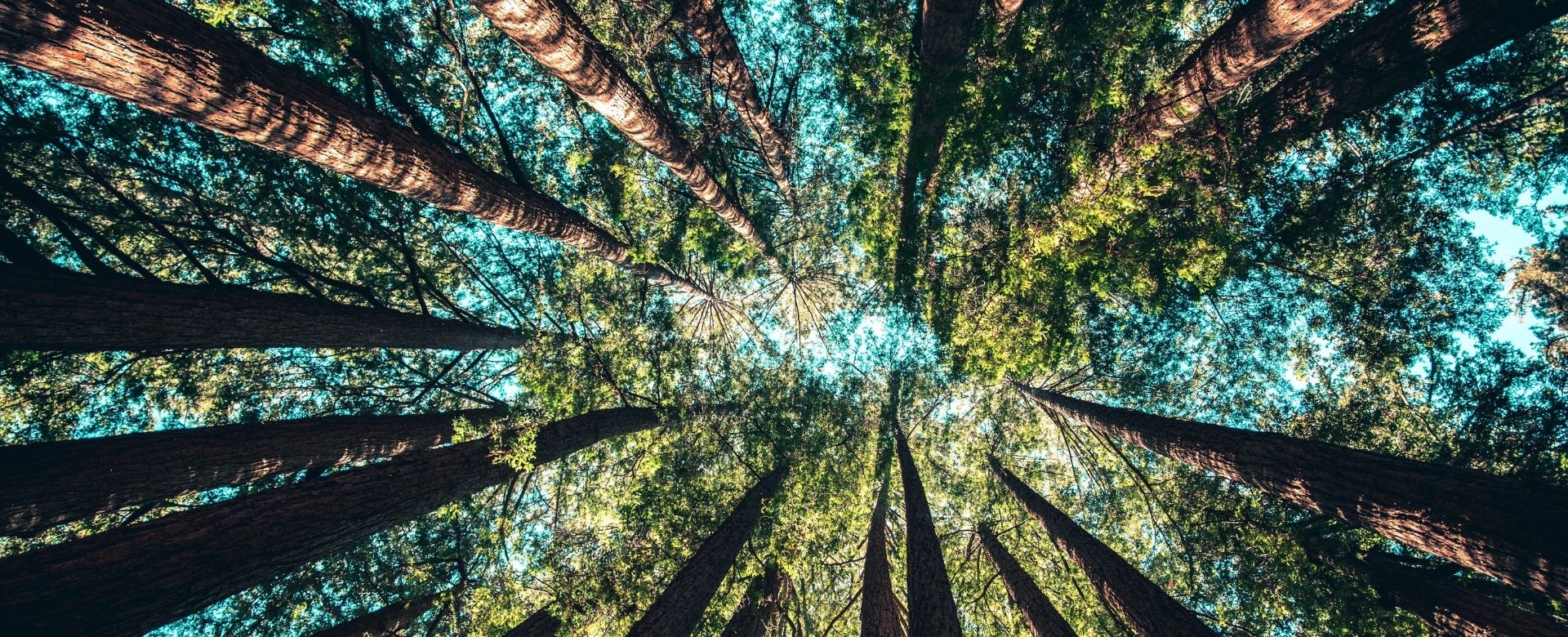 Sustainability Green